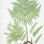 Fern Study Prints with Free Printables!