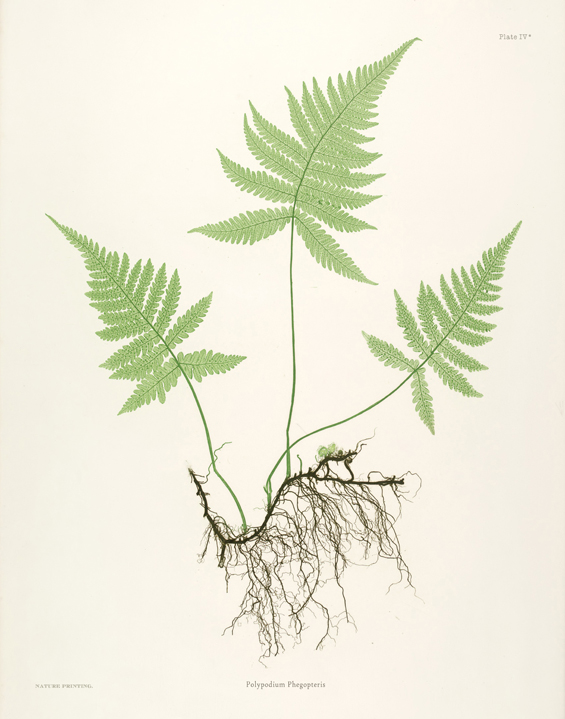 Free Fern Printables The Painted Hive