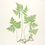 Free Fern Printables | Collection of Large Scale Botanicals