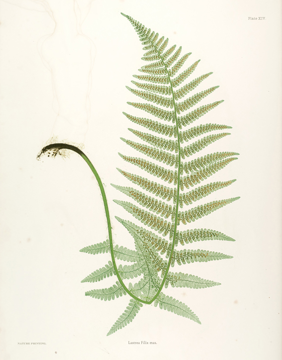 Collection of Nine Free Fern Printables | The Painted Hive