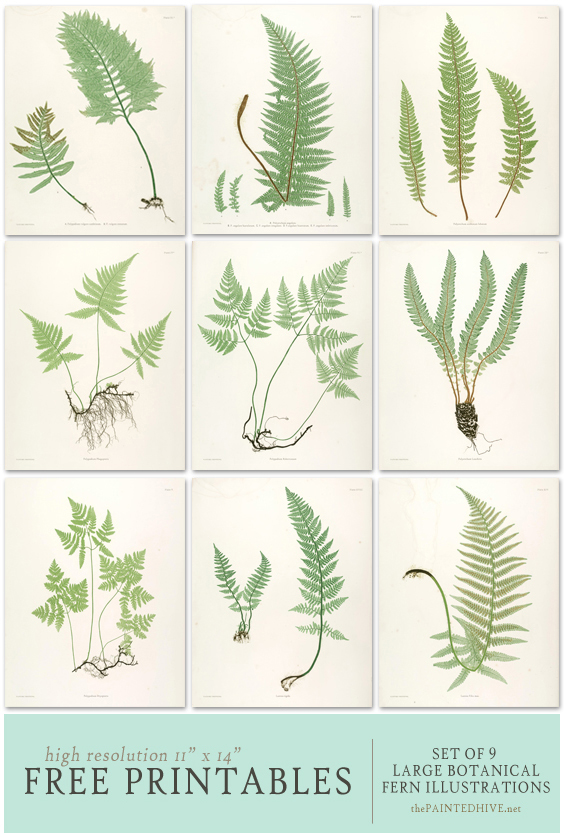 Free Fern Printables The Painted Hive