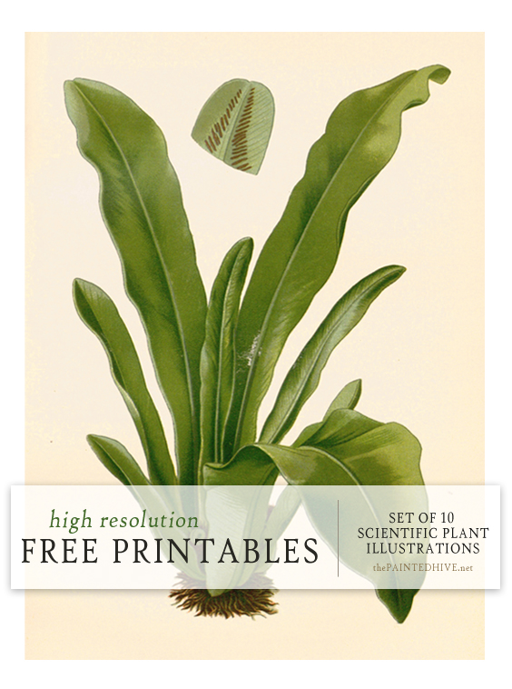 Ten Free Printable Scientific Plant Illustrations | The Painted Hive