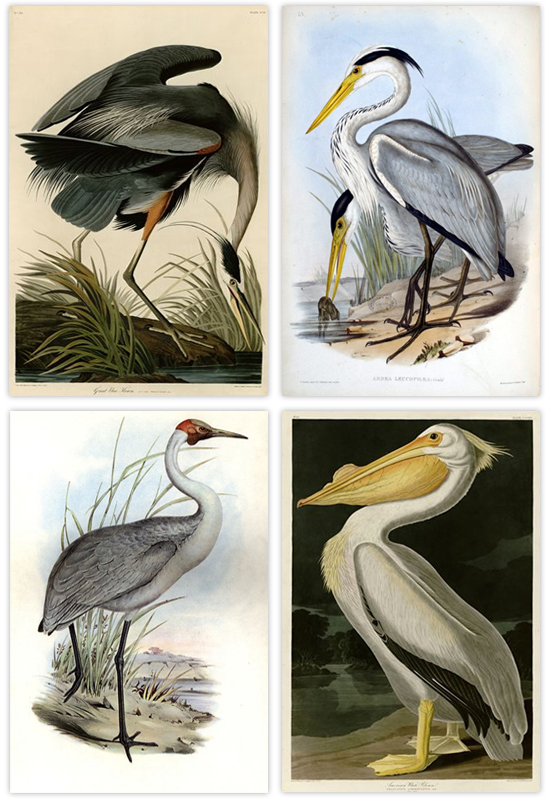 Free Printable Large-Scale Water Birds