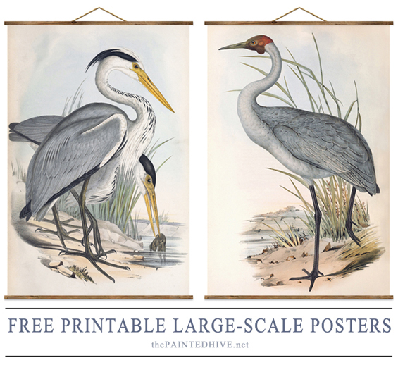 Free Printable Vintage Bird Illustration Posters | The Painted Hive