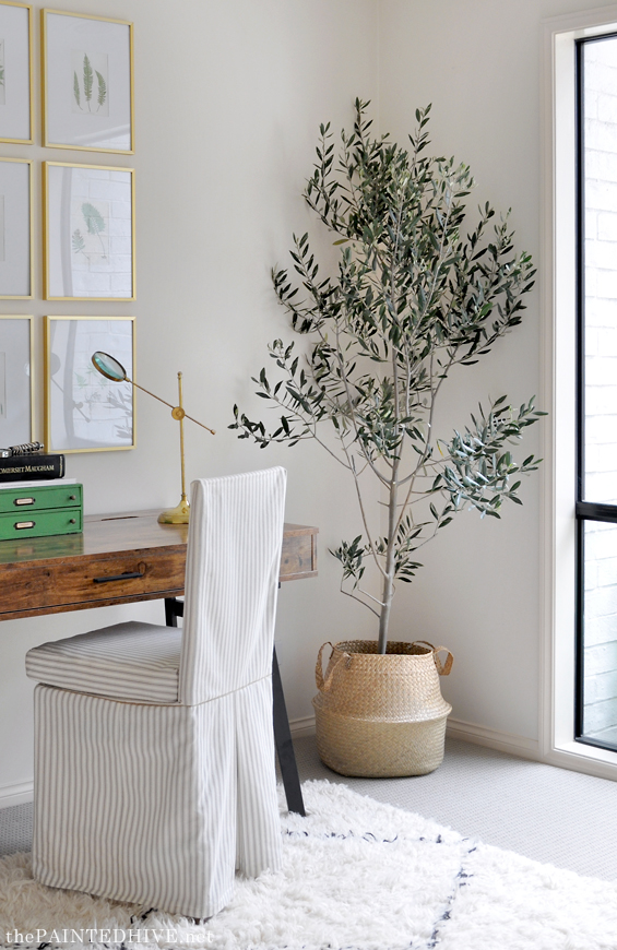 Olive Tree Inside