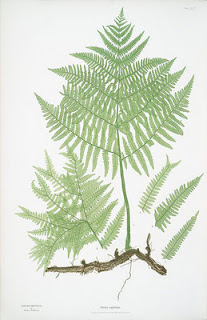 Fern Study Prints with Free Printables!