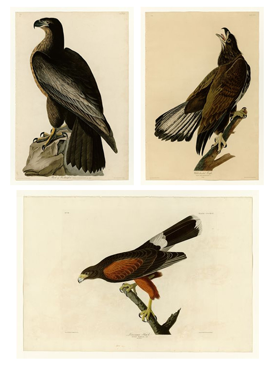 Birds of America Printable Illustrations
