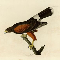 DIY Large-Scale Art: Antique Bird Illustrations