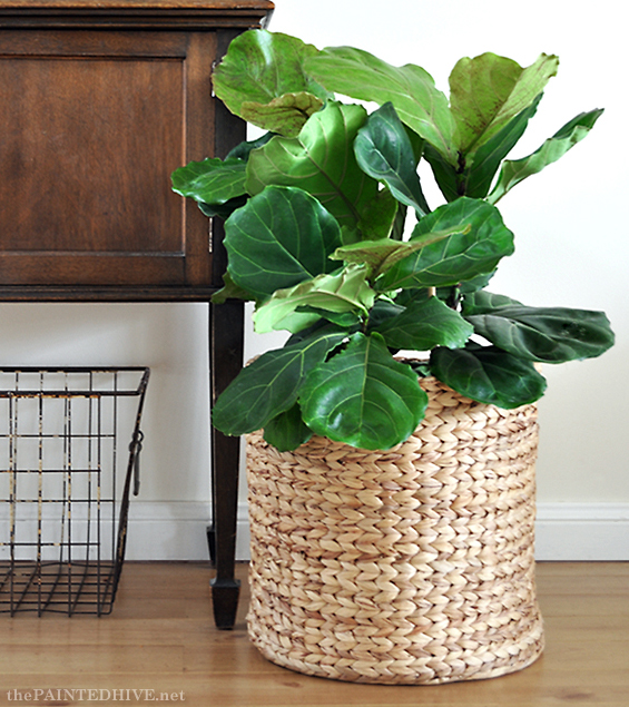 Fiddle Leaf Fig Tree | The Painted Hive