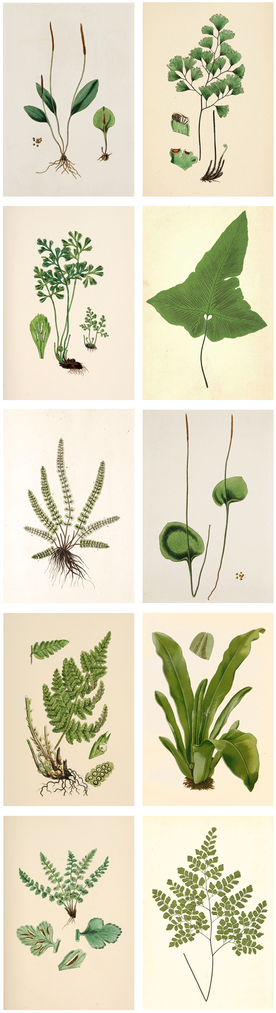 Free Printable Wall Art Plant Illustrations | The Painted Hive