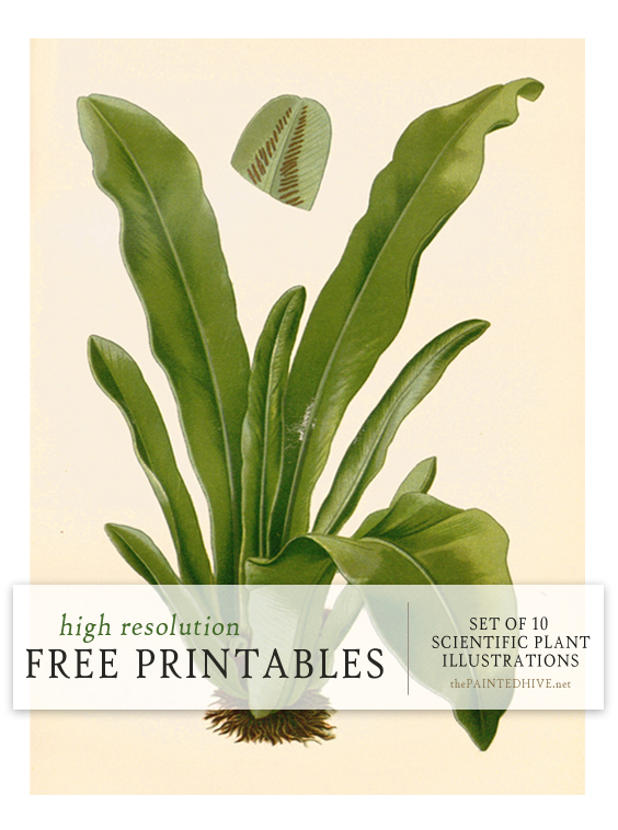 Free Scientific Plant Printables and an awesome new source The