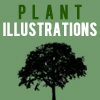 Plant Illustrations