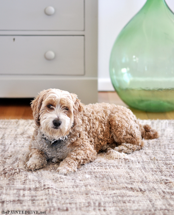 Dresser Redo Dog