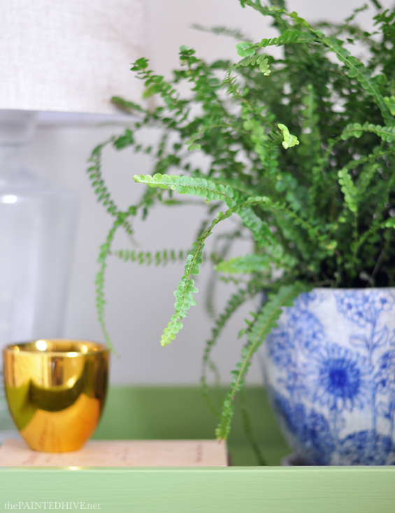 Lemon Button Fern | The Painted Hive