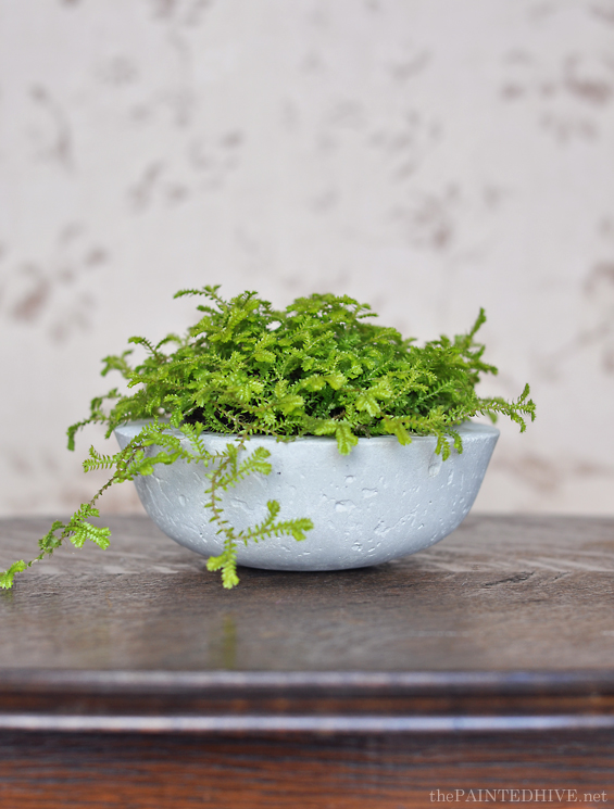 DIY Concrete Vessel Planters