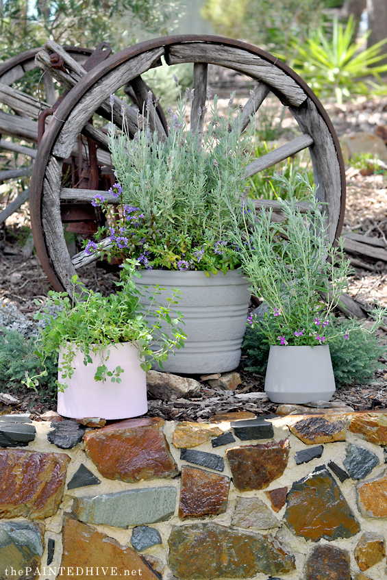 Plant Pots Painted with Dulux Duramax Chalky Finish