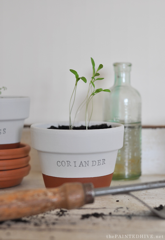 DIY Hand Stamped Herb Pots